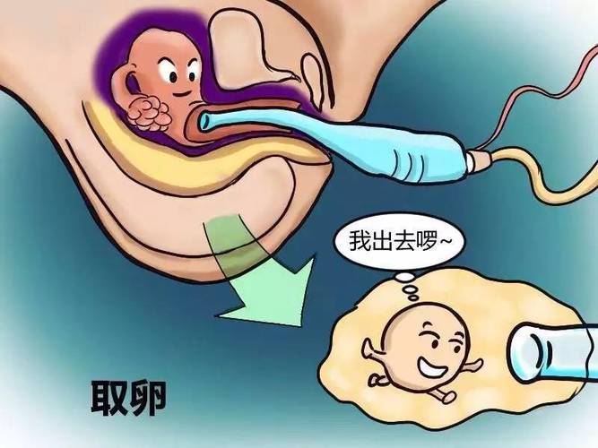 国内供卵试管代怀犯法吗(国内供卵试管代怀犯法现状调查)