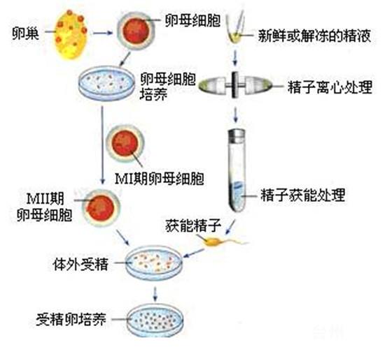 深圳供卵试管宝宝【深圳供卵试管宝宝：新生命的奇迹】